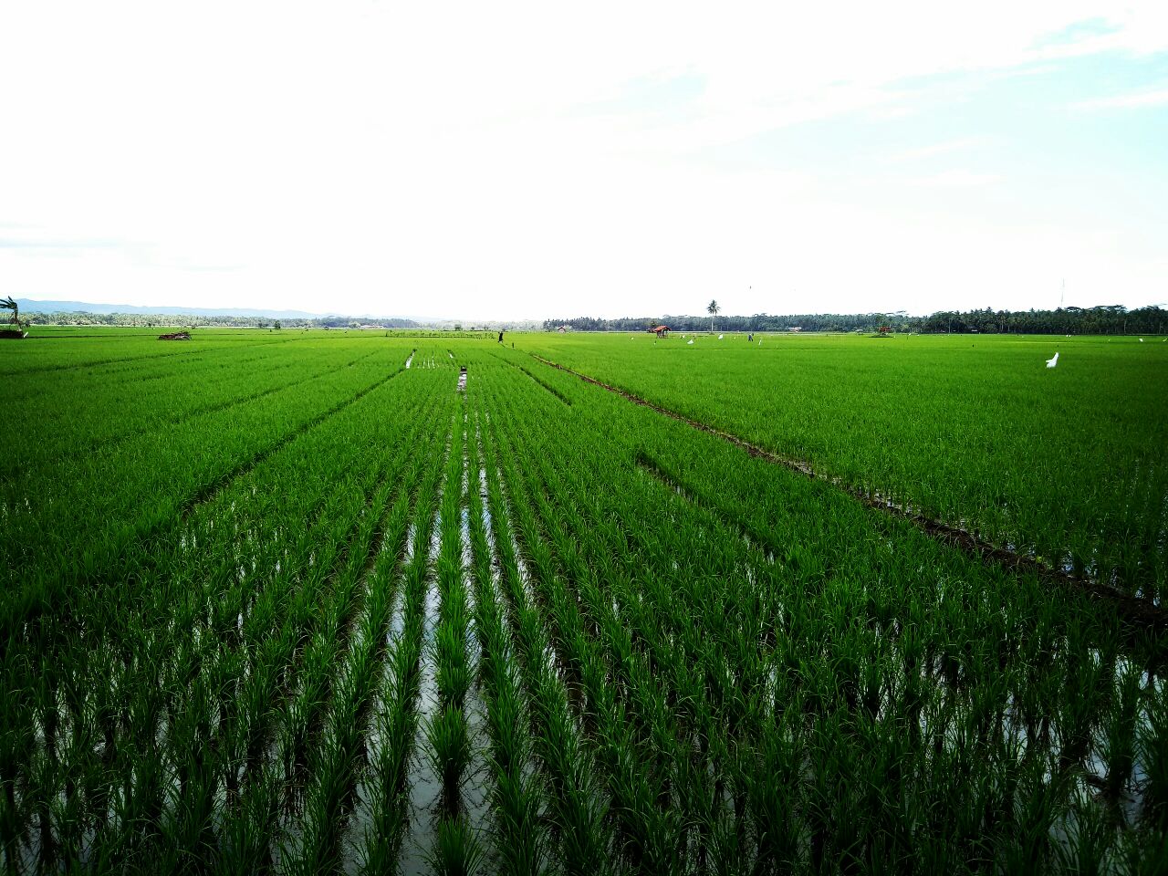 Foto Artikel